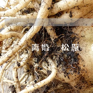 离婚 松原 律师 离婚 松原 律师